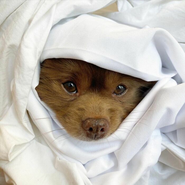 Puppy That Looks Like A Bear Cub Was Abandoned For Being "Too Big To Sell," Finds A Loving Home