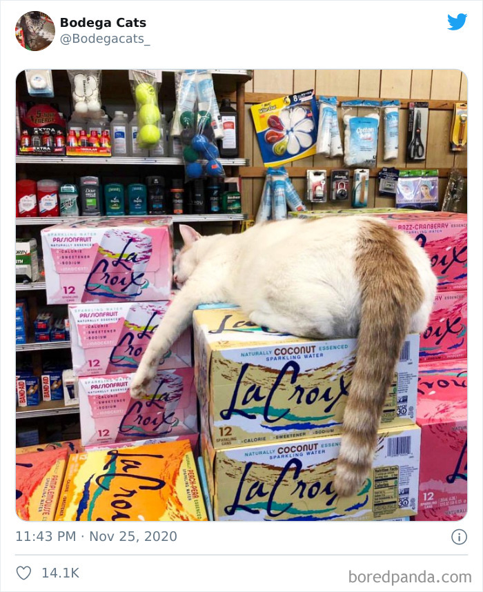 Shop-Bodega-Cats