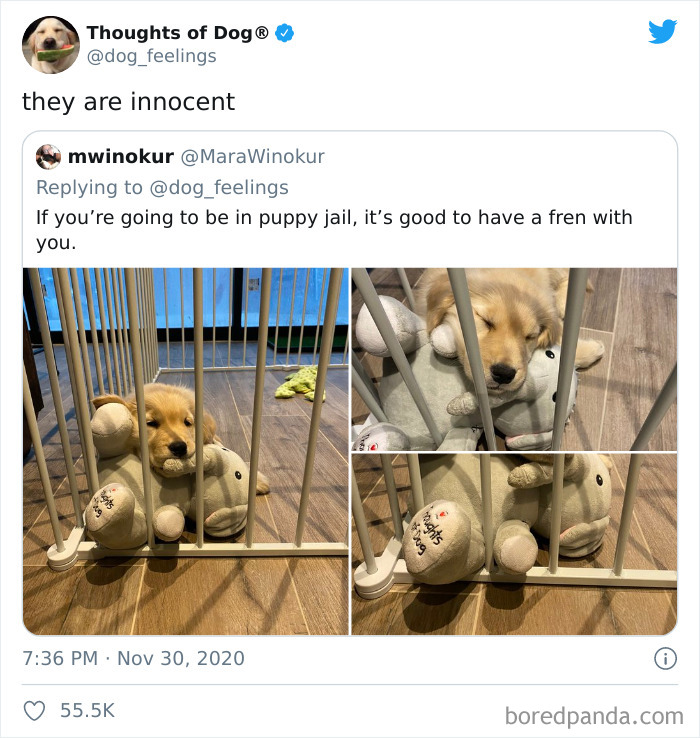 Hilarious-Dog-Thoughts-Tweets
