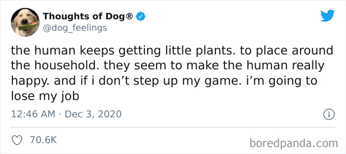 Hilarious-Dog-Thoughts-Tweets