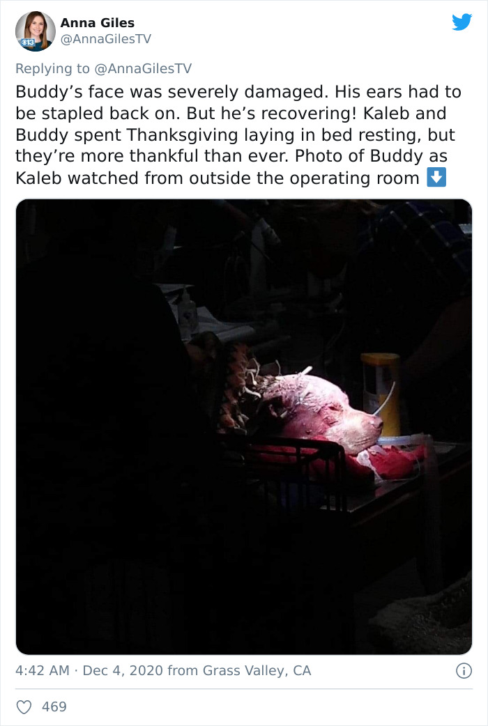 Man Sees A 350lb Bear Killing His Dog, Grabs It By The Throat And Punches It In The Face