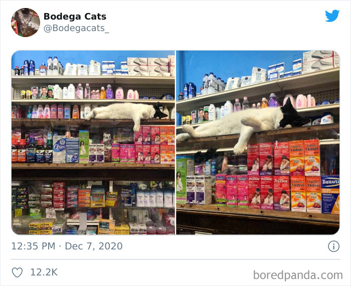 Shop-Bodega-Cats