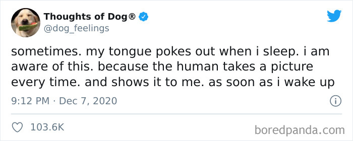 Hilarious-Dog-Thoughts-Tweets