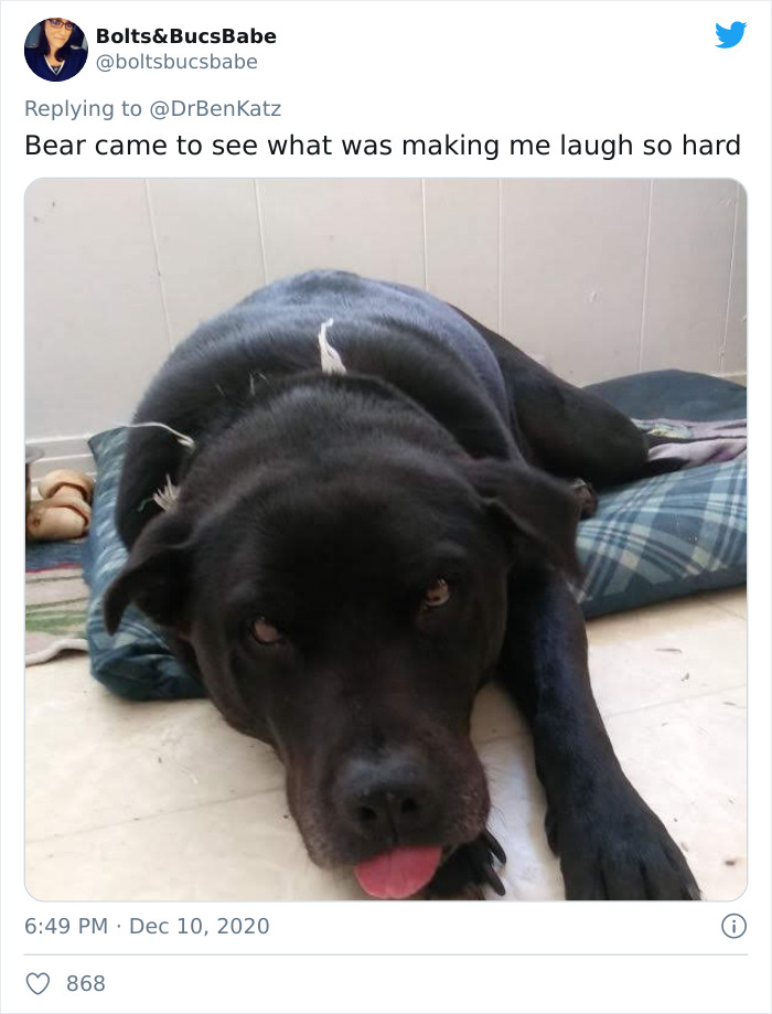 Researchers Try To Identify How Dogs Recognize Each Other, But Their Work Goes Viral For How Cute It Is