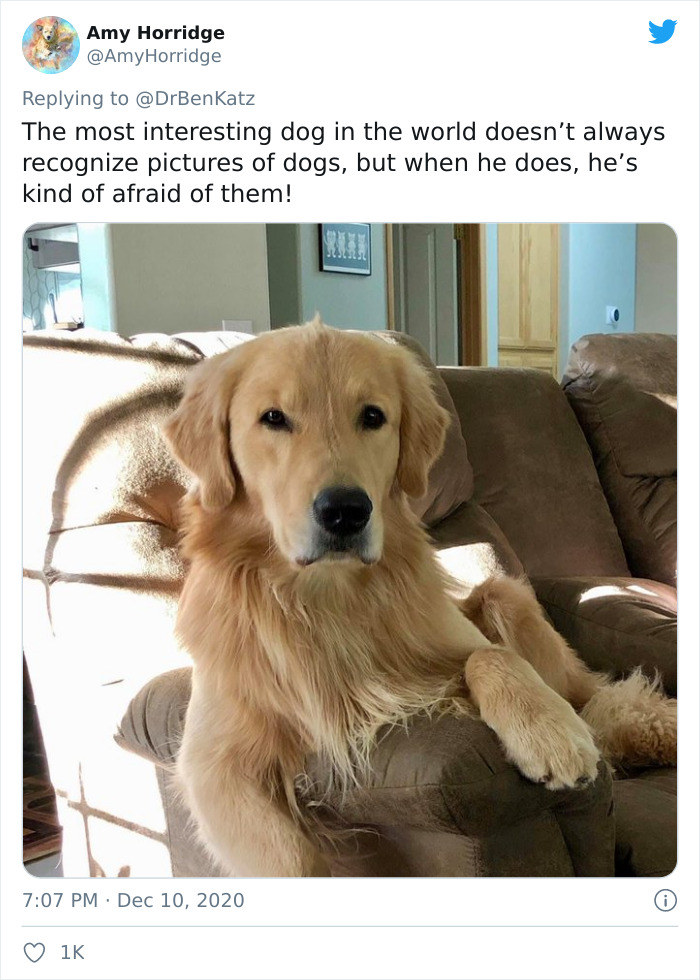 Researchers Try To Identify How Dogs Recognize Each Other, But Their Work Goes Viral For How Cute It Is