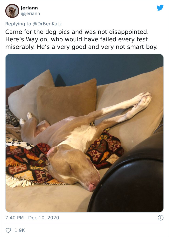 Researchers Try To Identify How Dogs Recognize Each Other, But Their Work Goes Viral For How Cute It Is