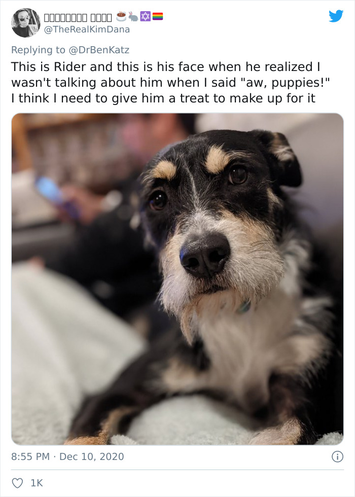 Researchers Try To Identify How Dogs Recognize Each Other, But Their Work Goes Viral For How Cute It Is