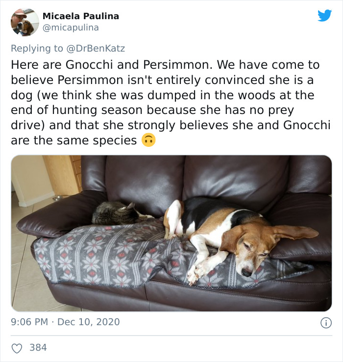 Researchers Try To Identify How Dogs Recognize Each Other, But Their Work Goes Viral For How Cute It Is Researchers Try To Identify How Dogs Recognize Each Other, But Their Work Goes Viral For How Cute It Is