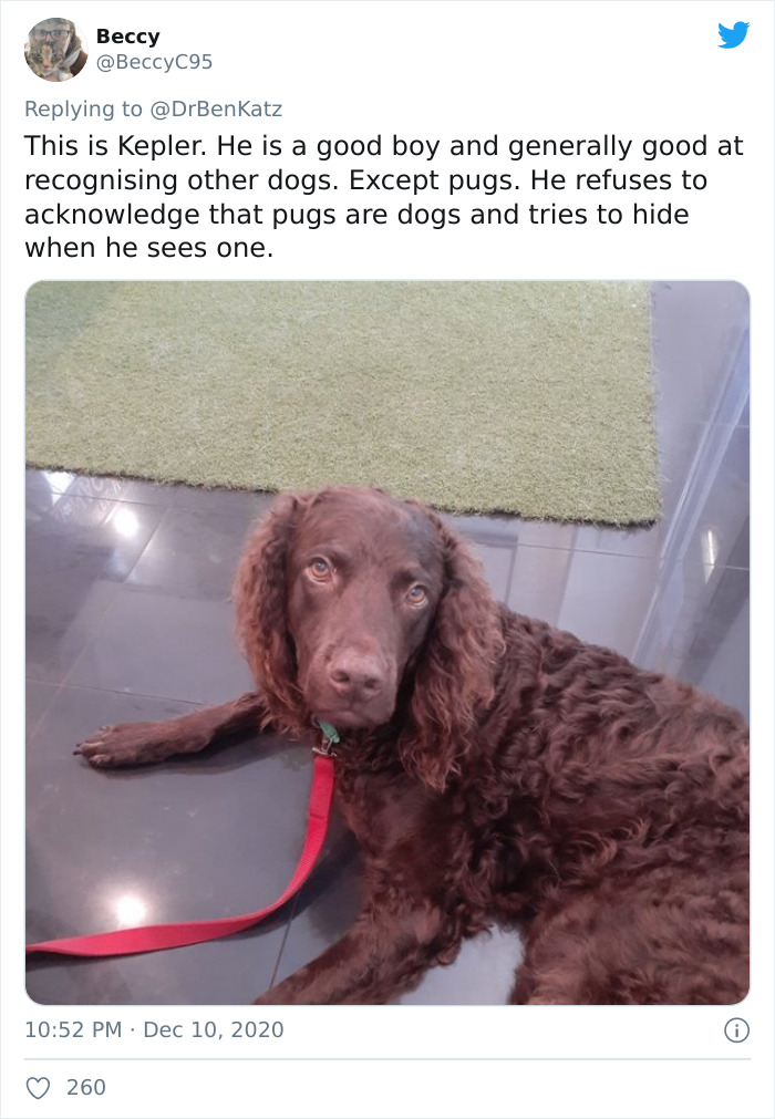 Researchers Try To Identify How Dogs Recognize Each Other, But Their Work Goes Viral For How Cute It Is Researchers Try To Identify How Dogs Recognize Each Other, But Their Work Goes Viral For How Cute It Is