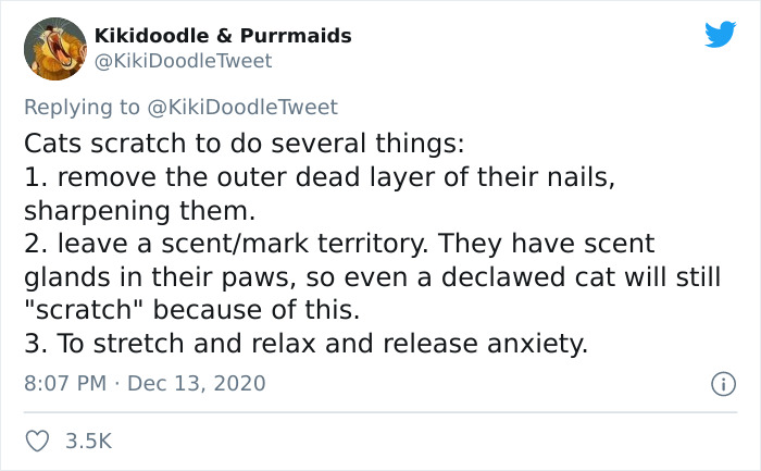 Person Shares How To Have Nice Furniture And A Happy Cat Instead Of Declawing It