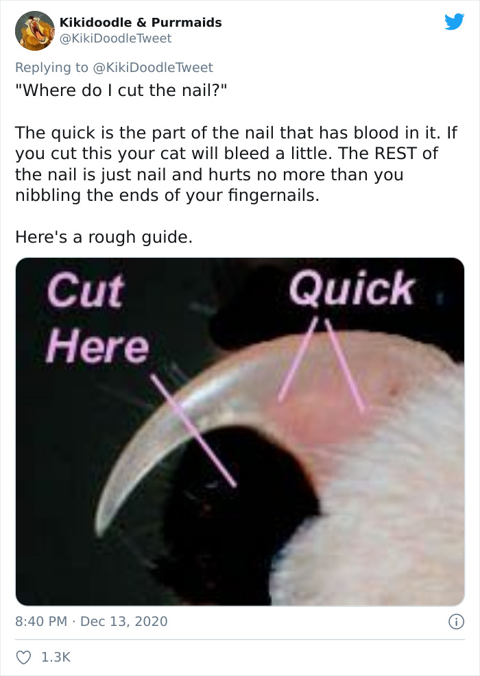 Person Shares How To Have Nice Furniture And A Happy Cat Instead Of Declawing It