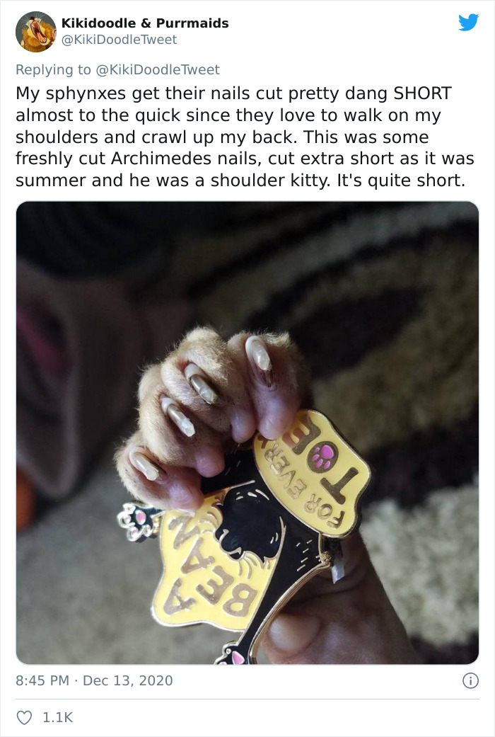 Person Shares How To Have Nice Furniture And A Happy Cat Instead Of Declawing It