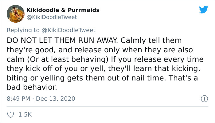 Person Shares How To Have Nice Furniture And A Happy Cat Instead Of Declawing It