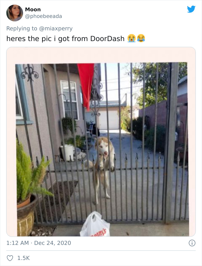 Pets-Collecting-Delivery-Items