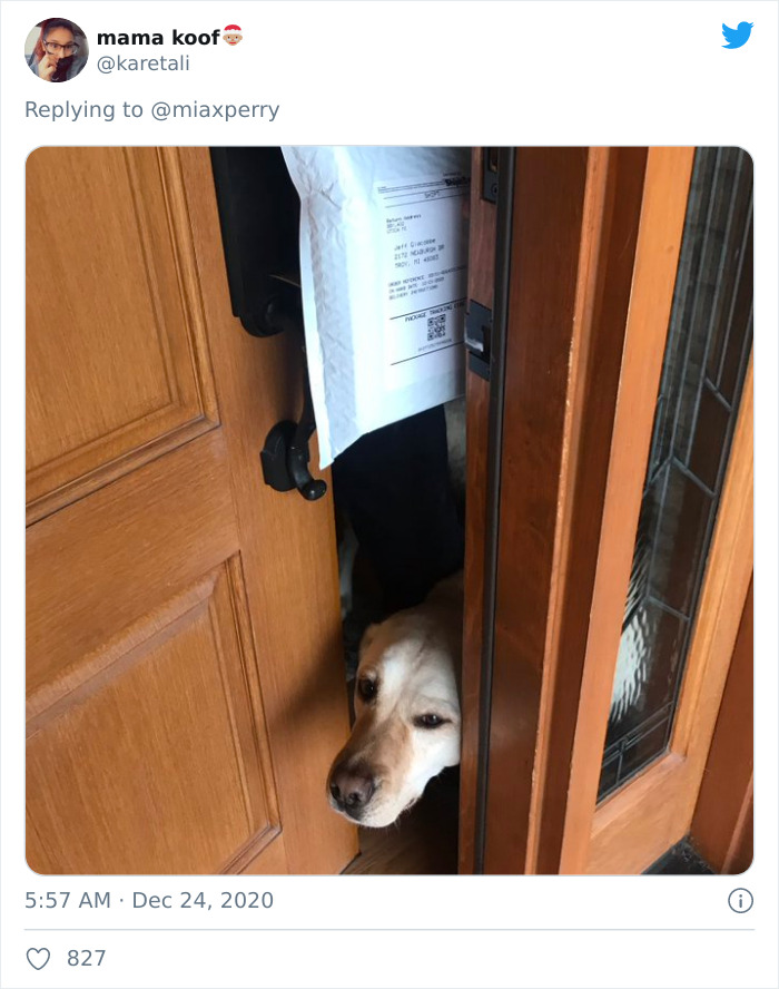 Pets-Collecting-Delivery-Items