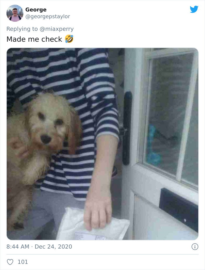 Pets-Collecting-Delivery-Items