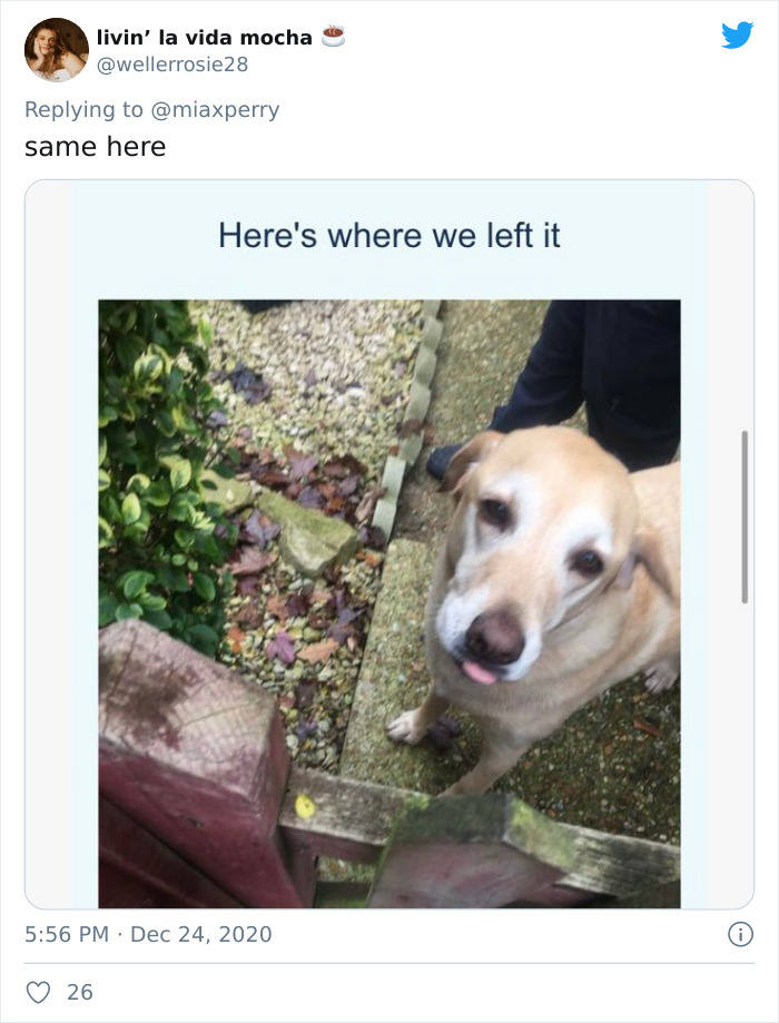 Pets-Collecting-Delivery-Items