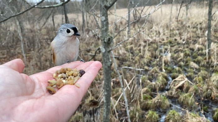 Photographer Records Fun Videos Of Birds Eating From Her Palm In Slow Motion