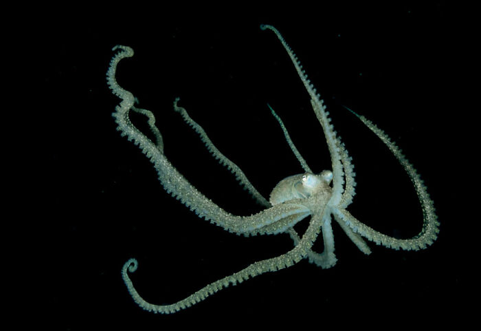 Blackwater Photographer Captures A Young Octopus With A Transparent Head, And You Can Even See Its Brain Blackwater Photographer Captures A Young Octopus With A Transparent Head, And You Can Even See Its Brain