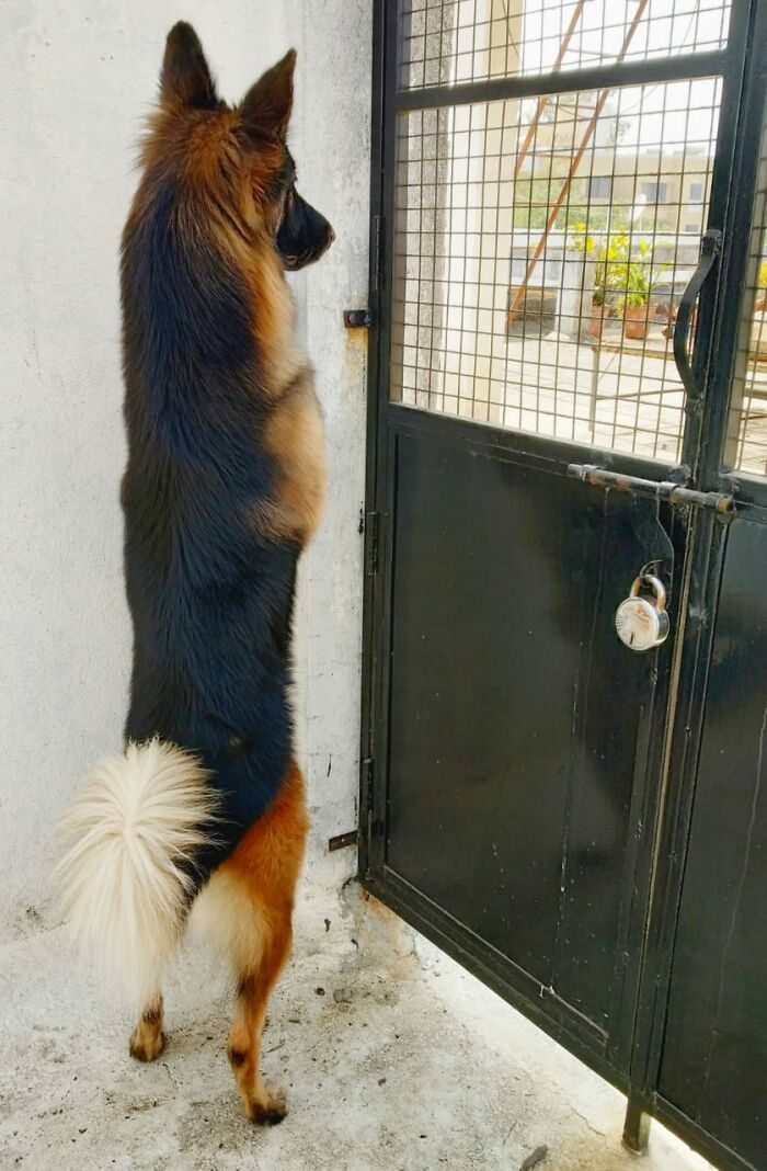Nosey-Neighbors-Pets-Photos