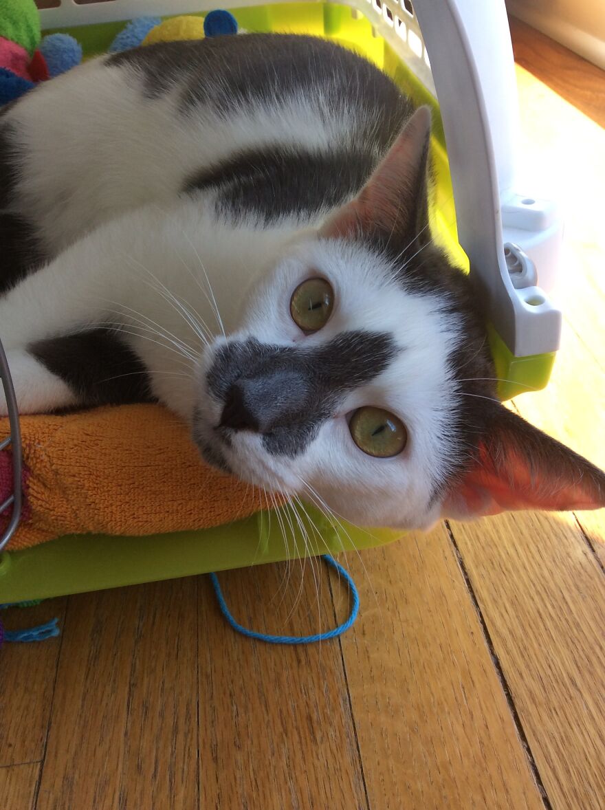 Meet My Cat, Seymour!