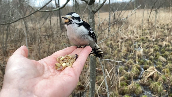 Photographer Records Fun Videos Of Birds Eating From Her Palm In Slow Motion