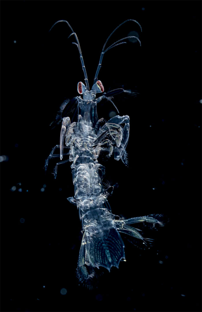 Blackwater Photographer Captures A Young Octopus With A Transparent Head, And You Can Even See Its Brain
