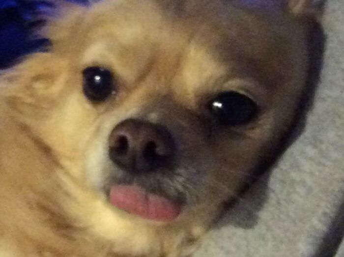 Did You Say Pretty? Oops. Thought You Said Silly. ;)