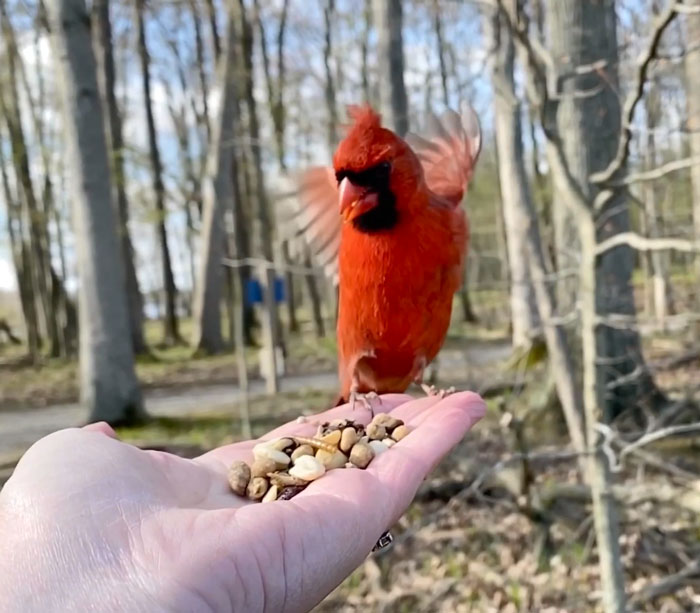 Photographer Records Fun Videos Of Birds Eating From Her Palm In Slow Motion
