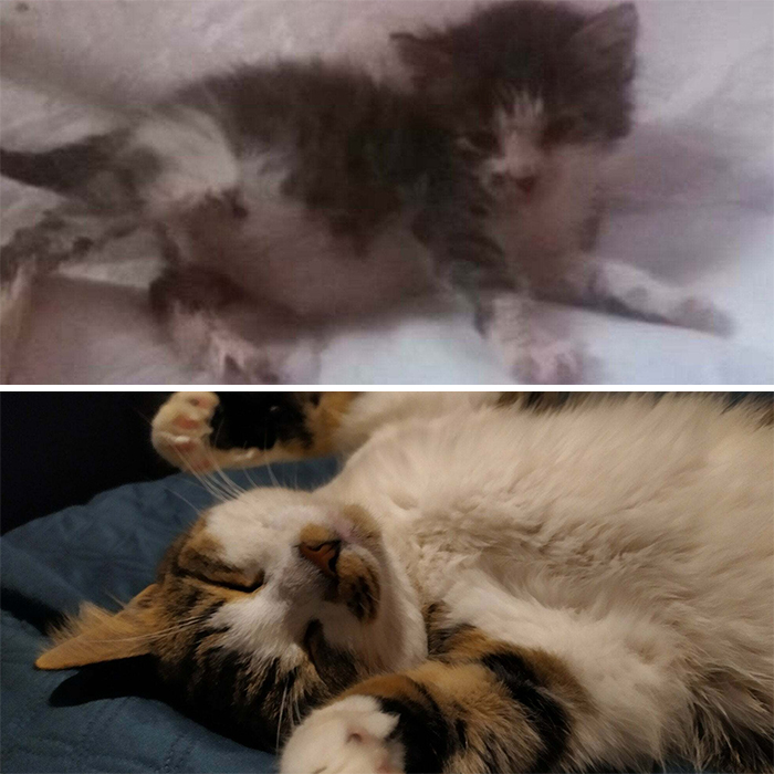 Our Little Teo When He Was Found Abandoned In A Dumpster In Greece To Being Cuddly And Sleeping In Sweden