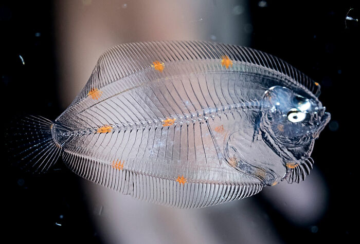 Blackwater Photographer Captures A Young Octopus With A Transparent Head, And You Can Even See Its Brain Blackwater Photographer Captures A Young Octopus With A Transparent Head, And You Can Even See Its Brain