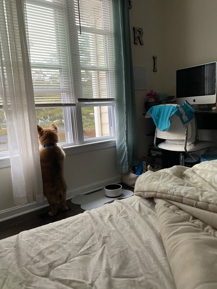 Nosey-Neighbors-Pets-Photos