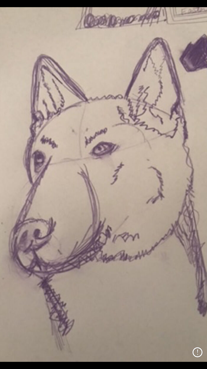 Bee Sting Dog ? Bear ?