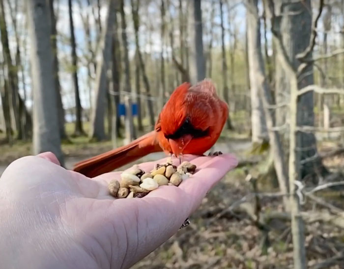 Photographer Records Fun Videos Of Birds Eating From Her Palm In Slow Motion