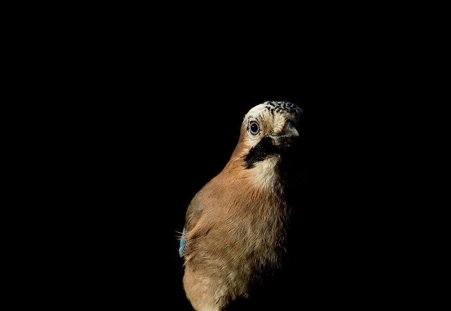 I've Been Photographing Gorgeous Jays In My Garden For The Past Years And I've Learned To Tell Them Apart By Their Black And Blue "Barcodes"