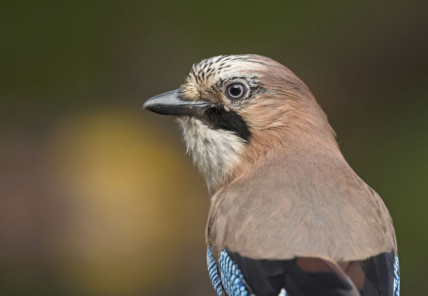 I've Been Photographing Gorgeous Jays In My Garden For The Past Years And I've Learned To Tell Them Apart By Their Black And Blue "Barcodes" I've Been Photographing Gorgeous Jays In My Garden For The Past Years And I've Learned To Tell Them Apart By Their Black And Blue "Barcodes"