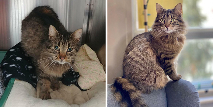 The Difference A Year Makes... From Living In An Alley In -20°c (-4°f) Weather, To Queen Of The Household. Meet Rosie