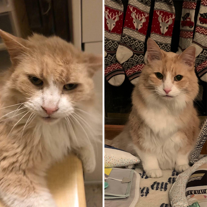 2 Years Ago Today I Walked Into A Petsmart And Met A Cat Named Sonny