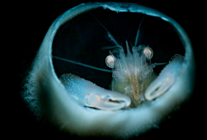 Blackwater Photographer Captures A Young Octopus With A Transparent Head, And You Can Even See Its Brain