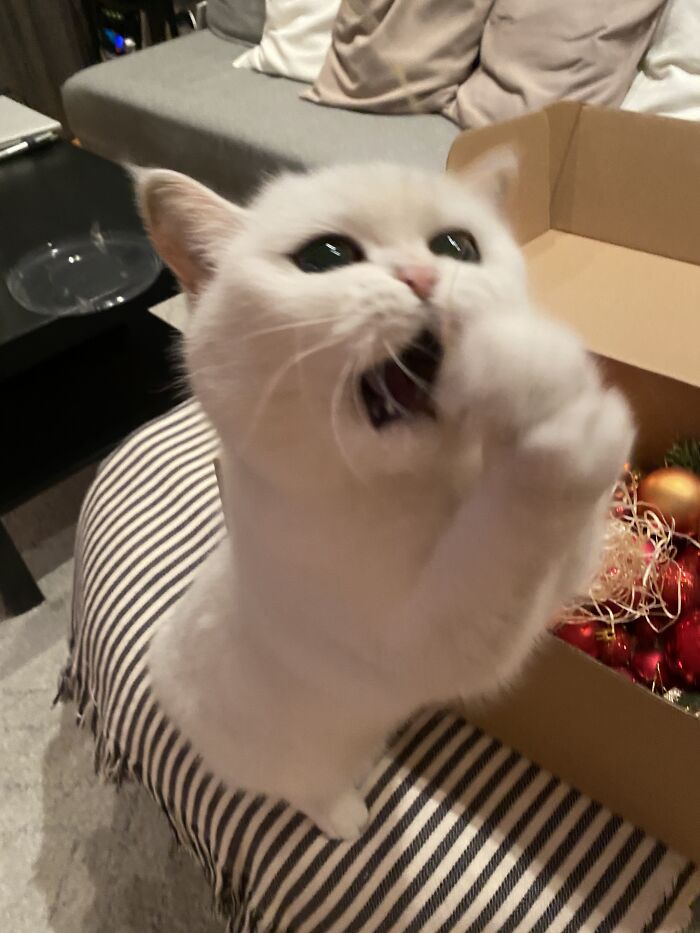 Christmas Spirit Of 2020