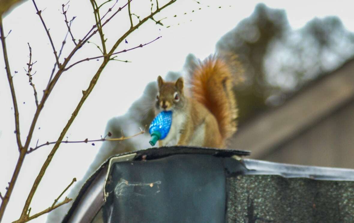 How Red Squirrel Stole Xmas Credited Michael Mccabe
