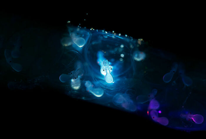 Blackwater Photographer Captures A Young Octopus With A Transparent Head, And You Can Even See Its Brain