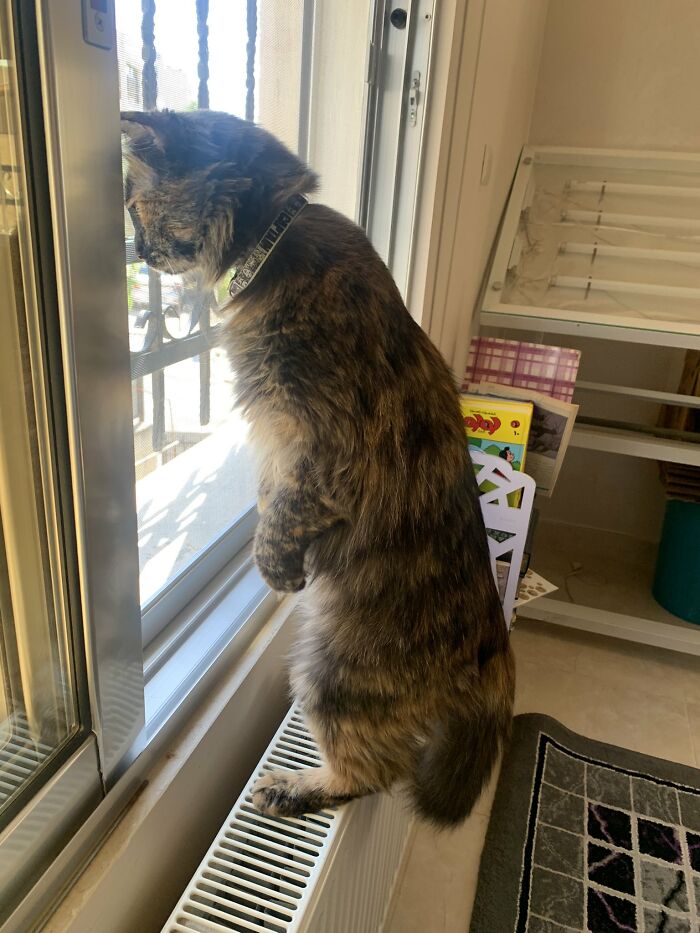 Nosey-Neighbors-Pets-Photos