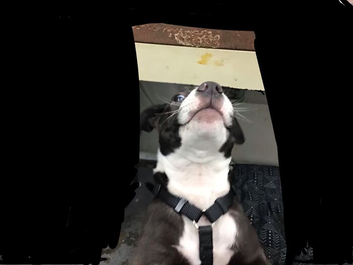 Perfect Picture Of My Dog? Lol Very Funny