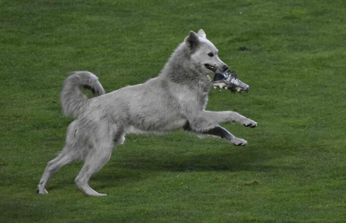 Stray Dog Interrupts A Pro Soccer Match In Bolivia, Gets Adopted By A Player Who Carried Him Off The Field