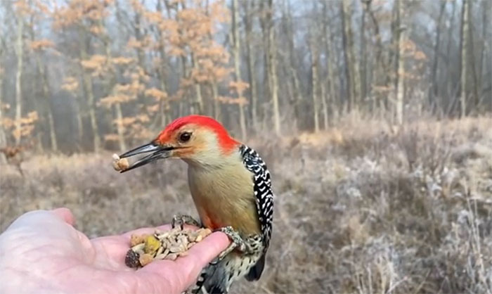 Photographer Records Fun Videos Of Birds Eating From Her Palm In Slow Motion