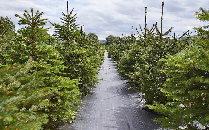 London&rsquo;s Christmas Tree Rental Provides A Solution That Solves The Real VS. Artificial Tree Debate