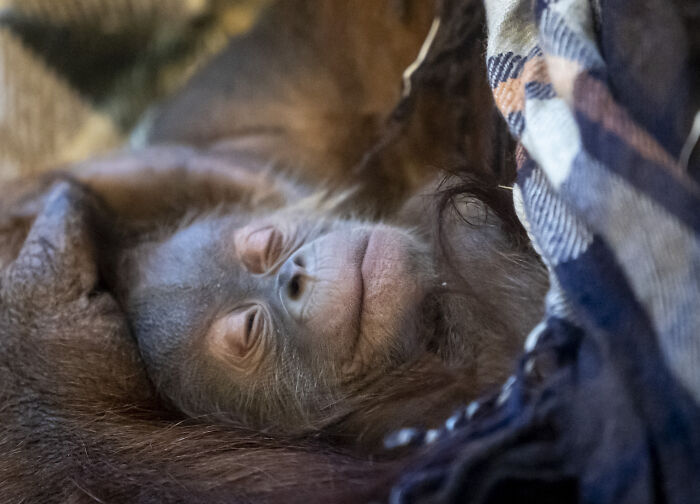 The Family Of Orangutans That Went Viral For Making Friends With Otters Now Celebrates The Birth Of Their &ldquo;Oranguson&rdquo;