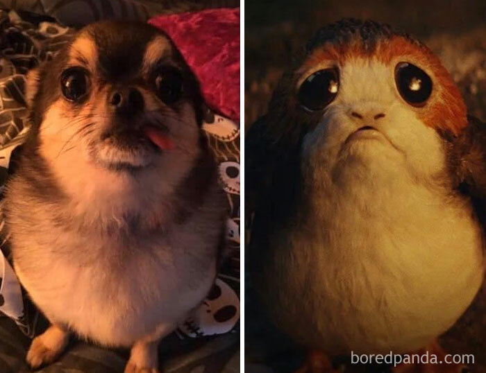 Kuzco The Porg