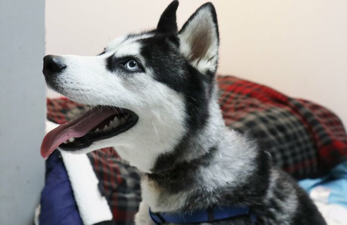 Dog Was Left Tied To A Fence All Alone For 5 Days Because His Owners Left Him When They Moved House
